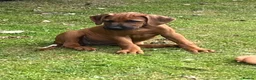 Rhodesian Ridgeback dogs for sale: Rhodesian Ridgeback Puppies - Advert 4