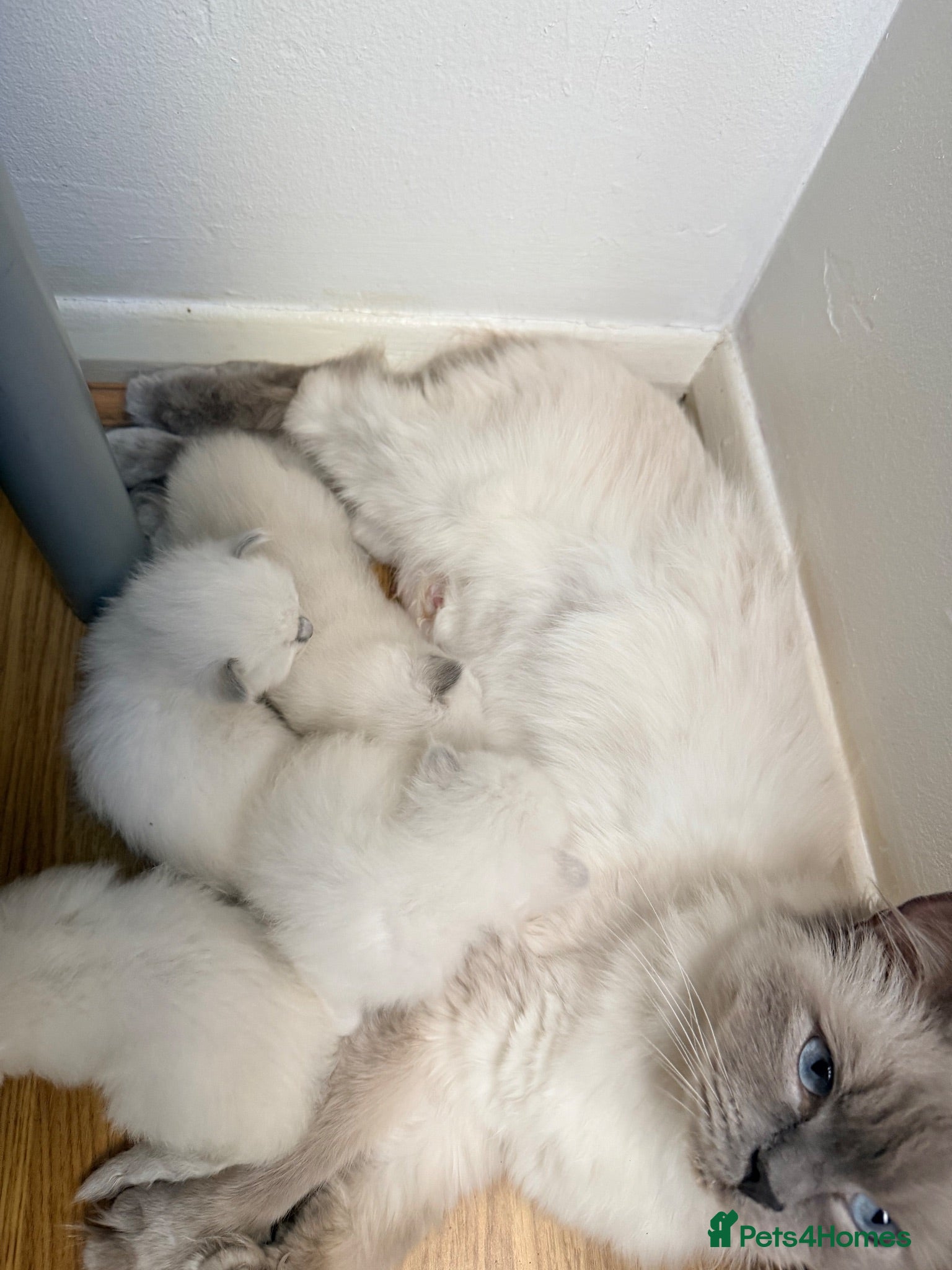 Ragdoll cats for sale: Ragdoll kittens available  - Advert 2