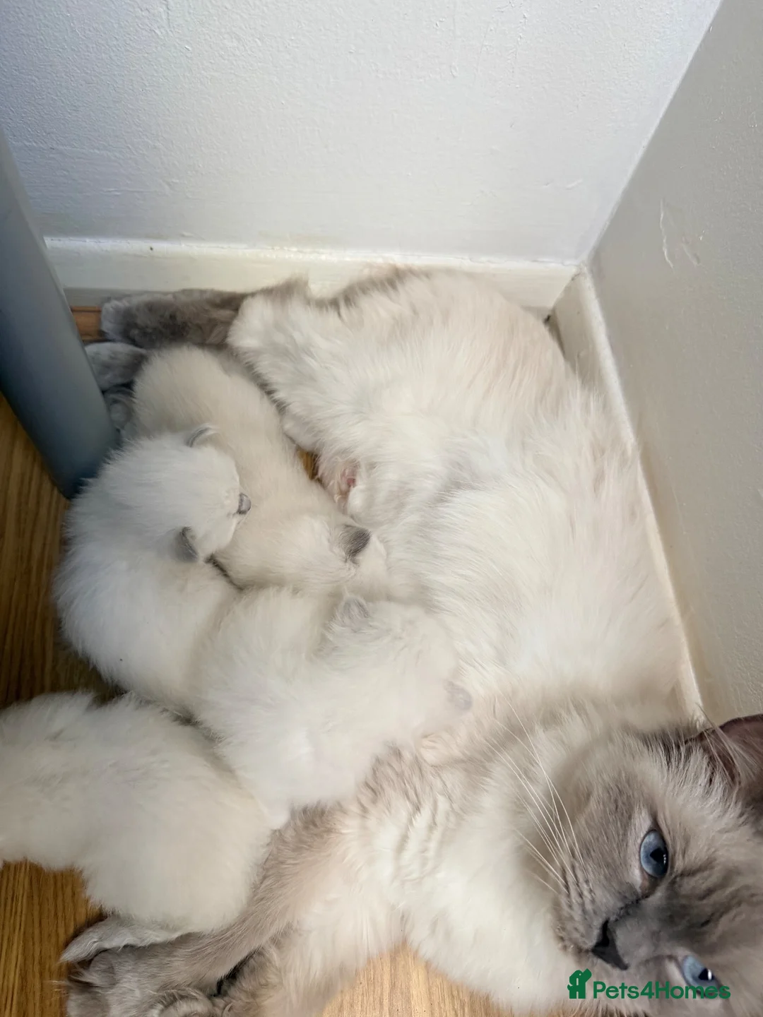 Ragdoll cats for sale: Ragdoll kittens available  - Advert 1