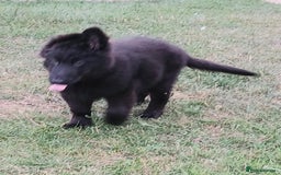 German Shepherd dogs for sale: Ready Now Beautiful Big Long Coated GSD Puppies - Image 6
