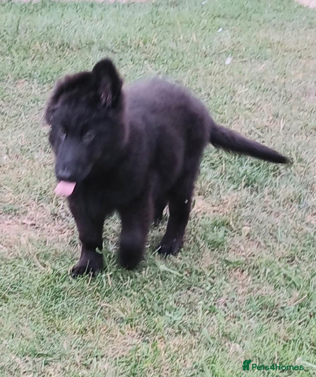 German Shepherd dogs for sale: Ready Now Beautiful Big Long Coated GSD Puppies - Image 6