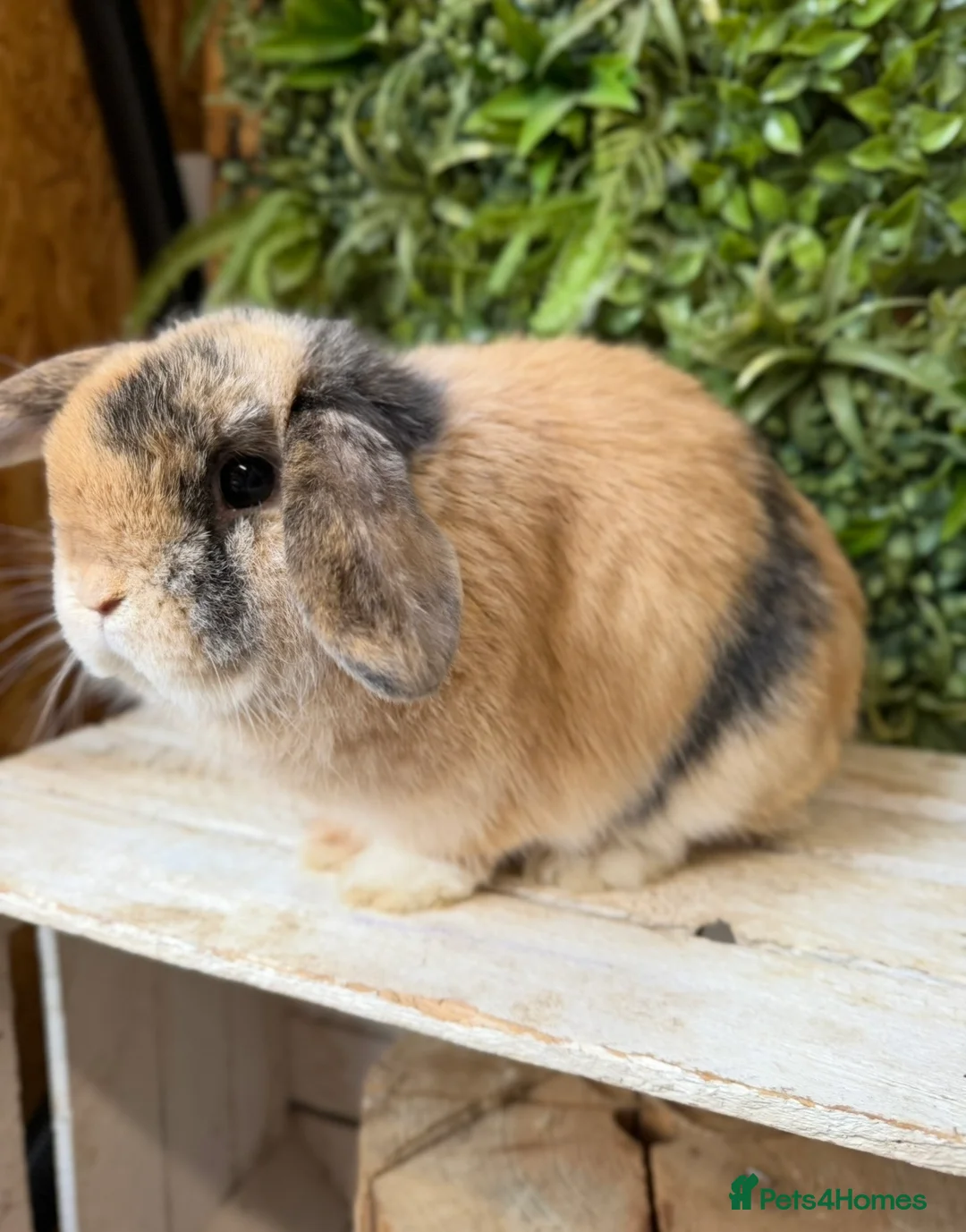 Mini Lop rabbits for sale: Mini lop doe  - Advert 1