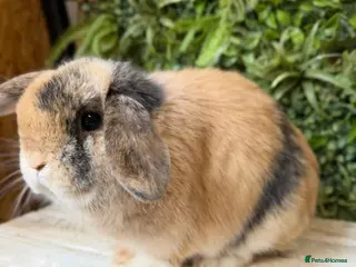 Mini Lop rabbits Mini lop doe - Advert 1