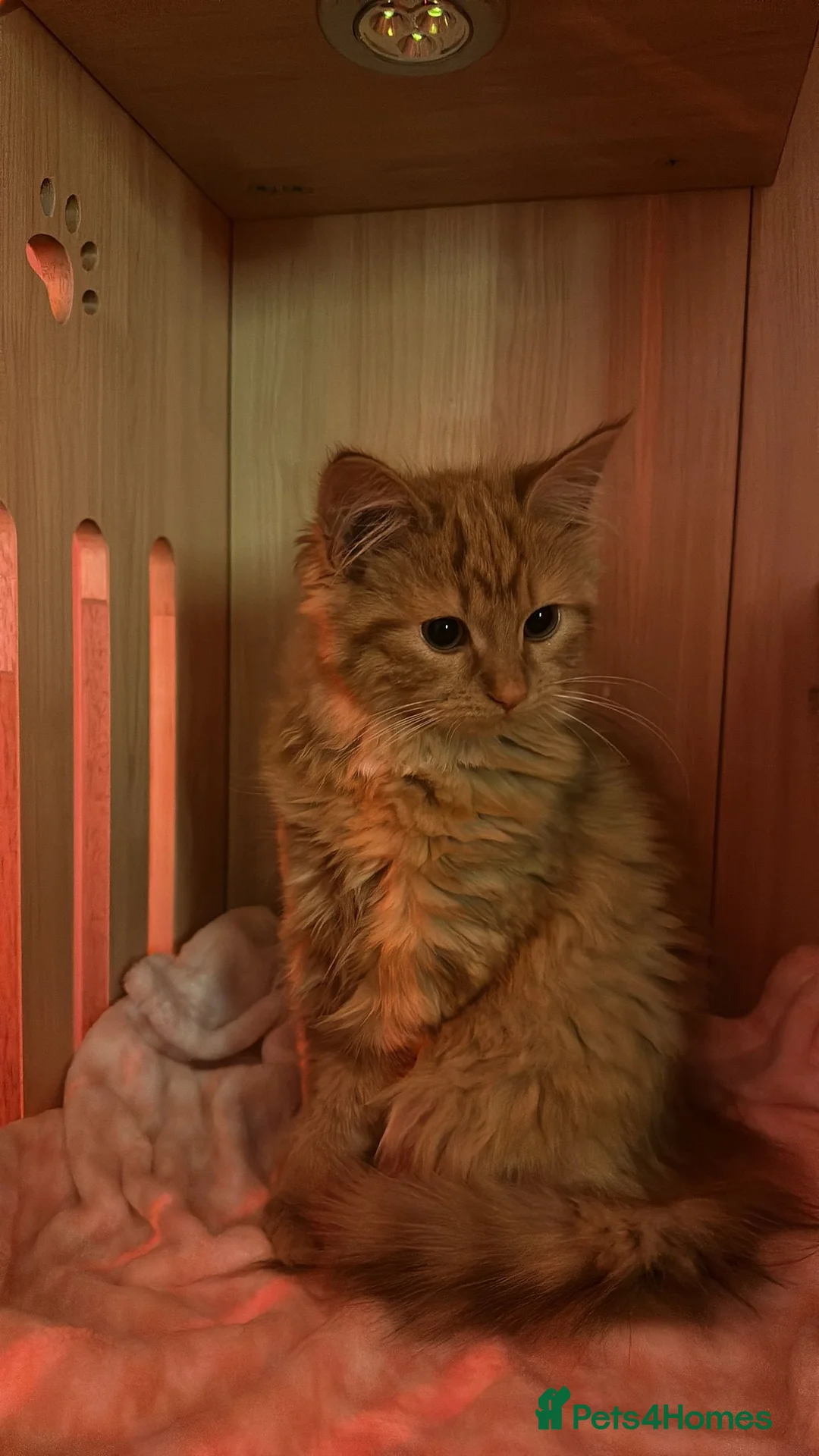 Mixed Breed cats for sale: yselly and yumi - Advert 10