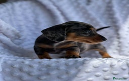 Miniature Dachshund dogs for sale: Adorable Miniature Dachshund Puppies - Image 6