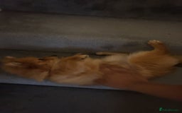 Pomeranian dogs for sale: Girl Pomeranian puppy for Sale - Greenwich, London - Image 5