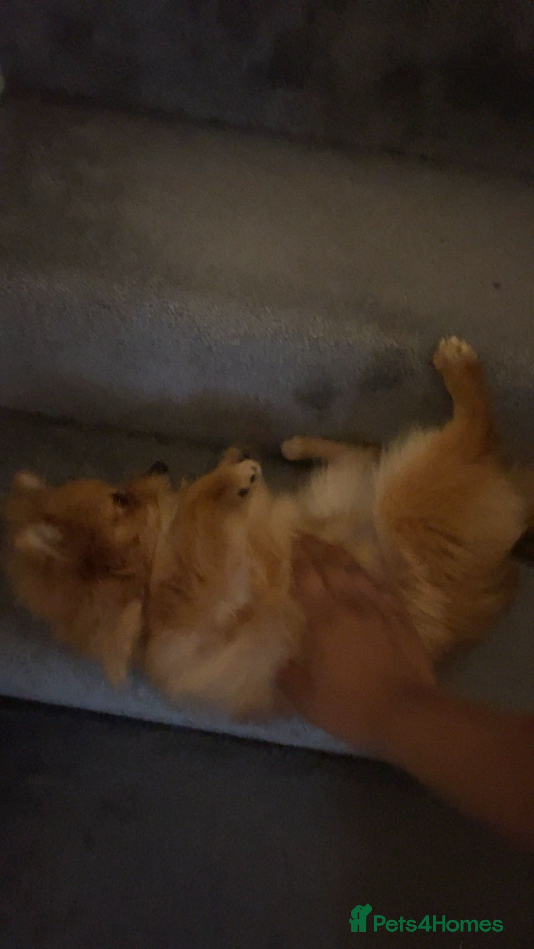 Pomeranian dogs for sale: Girl Pomeranian puppy for Sale - Greenwich, London - Image 5