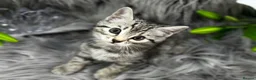 Egyptian Mau cats for sale: TICA REG Silver Egyptian Mau x SnowBengal LAST ONE - Advert 5