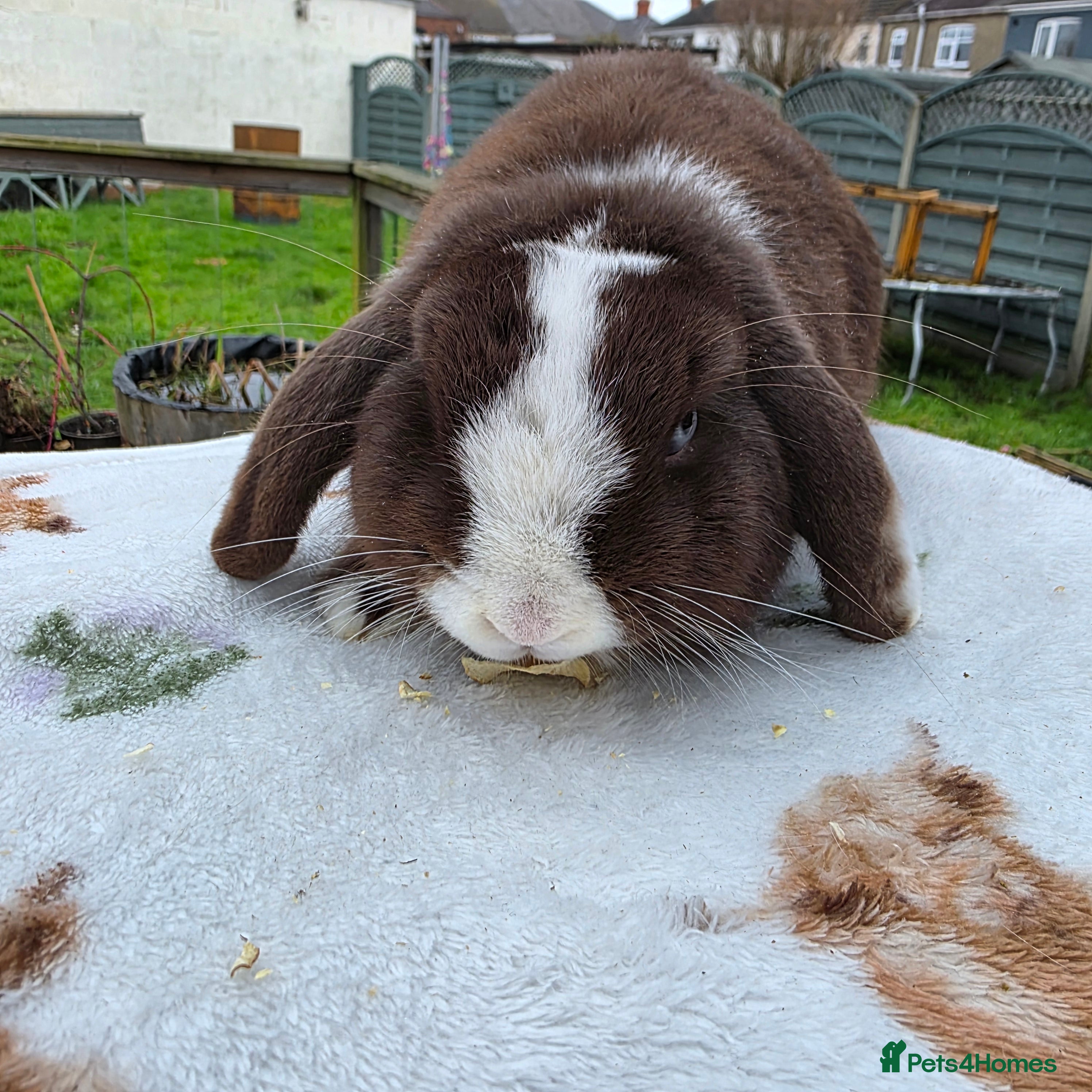 Mini Lop rabbits Mini lop 6 months old  - Advert 3