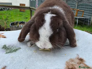 Mini Lop rabbits Mini lop 6 months old - Advert 3