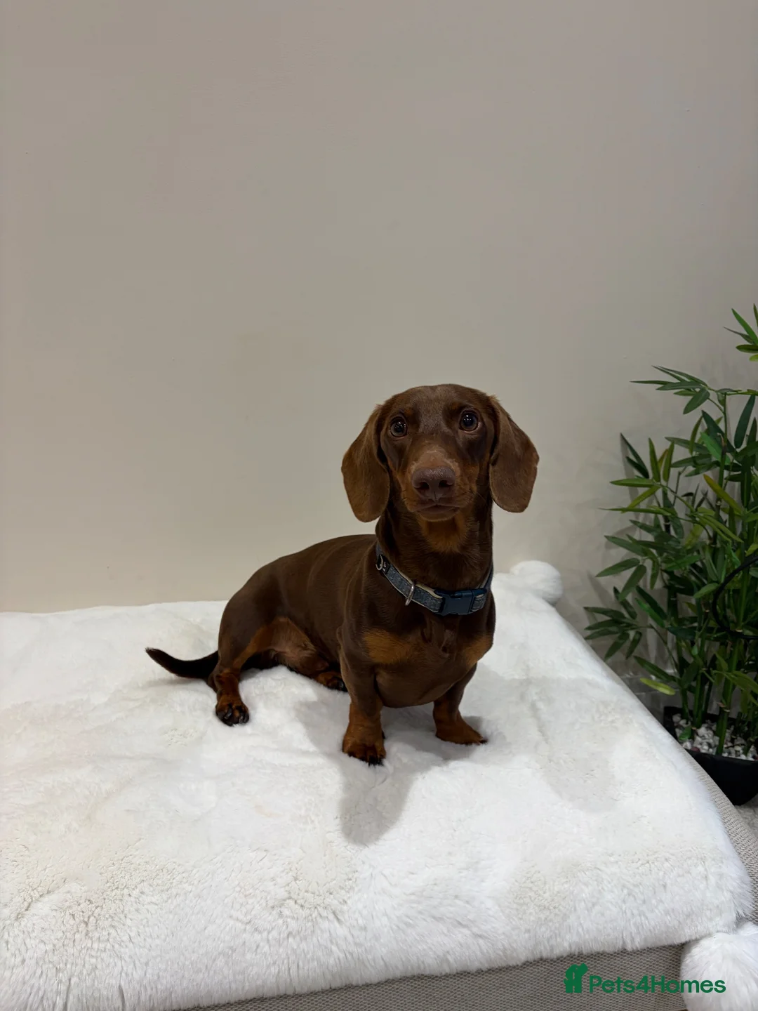 Miniature Dachshund dogs for stud: chocolate boy carries fluffy gene for stud  - Advert 2
