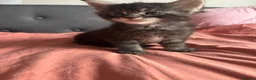 Maine Coon cats for sale: Maine Coon Kittens – 3 GCCF Boys - Advert 5