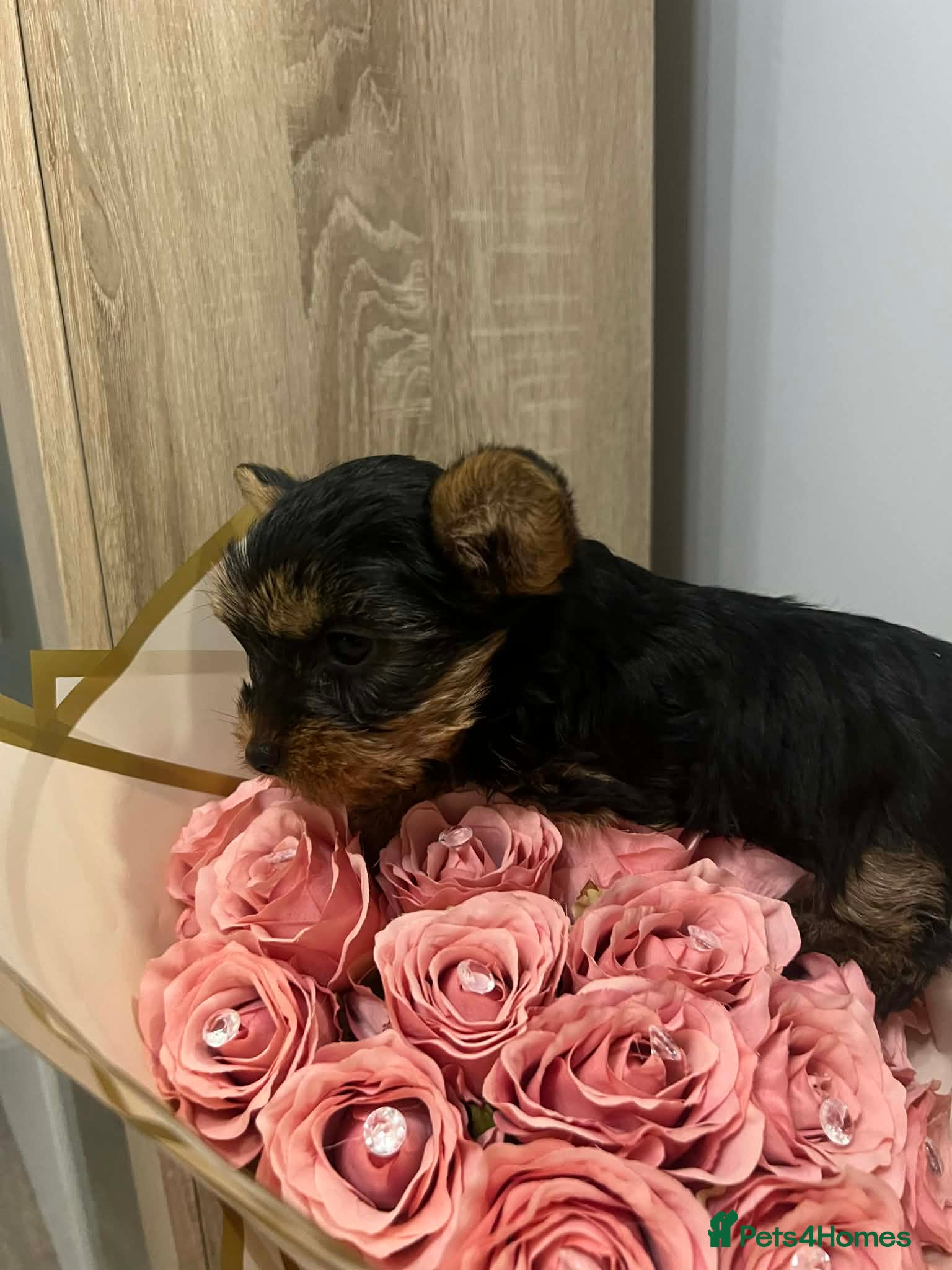 Yorkshire Terrier dogs Yorkie Minnie girl (one left) RESERVED - Advert 2