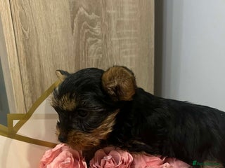 Yorkshire Terrier dogs Yorkshire terrier puppie - Advert 1