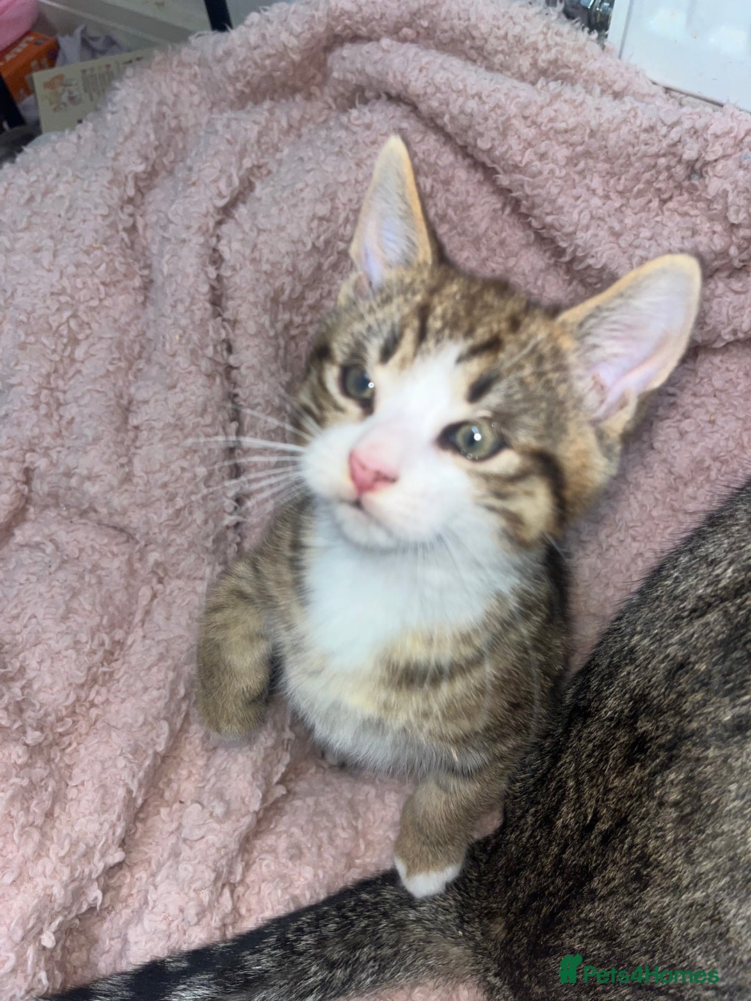 Mixed Breed cats for sale: Beautiful Half Bengal Boy Looking For His New home - Advert 5