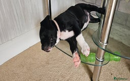 Staffordshire Bull Terrier dogs for sale: Staffordshire bull terrier puppies. - Image 4
