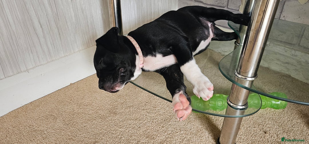 Staffordshire Bull Terrier dogs for sale: Staffordshire bull terrier puppies. - Image 4
