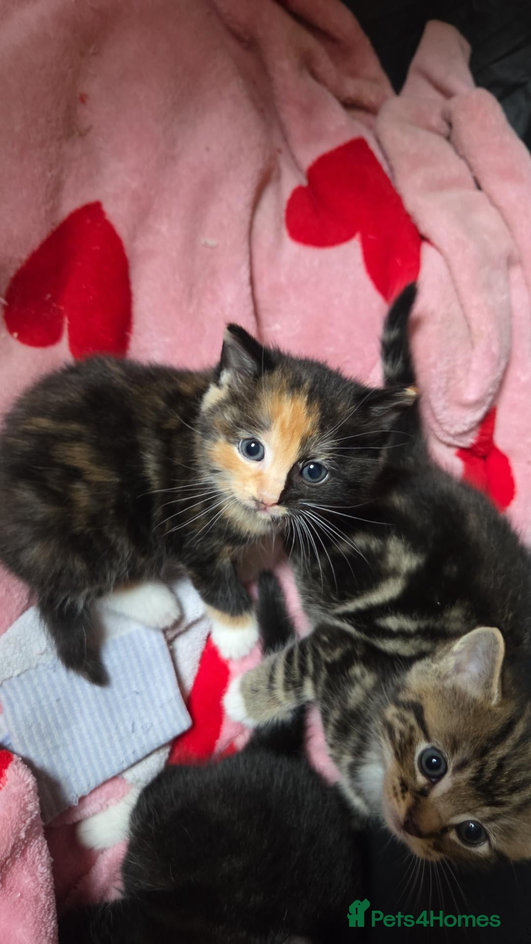Mixed Breed cats Mixed fluffy kittens  - Advert 1