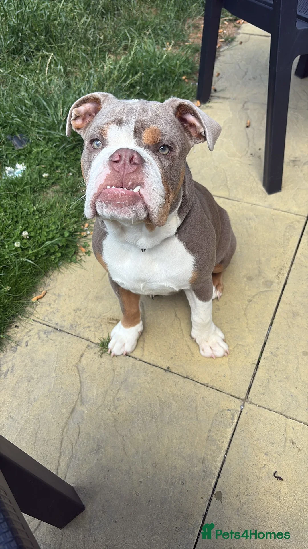 Old Tyme Bulldog dogs for sale: Old tyme bulldog for sale in Sutton - Advert 3