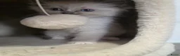Ragdoll cats for sale: ragdoll kittens 😸  - Advert 14