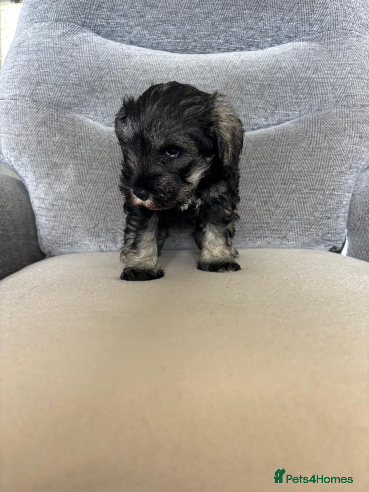 Miniature Schnauzer dogs for sale: Beautiful Miniature Schnauzers  - Advert 4