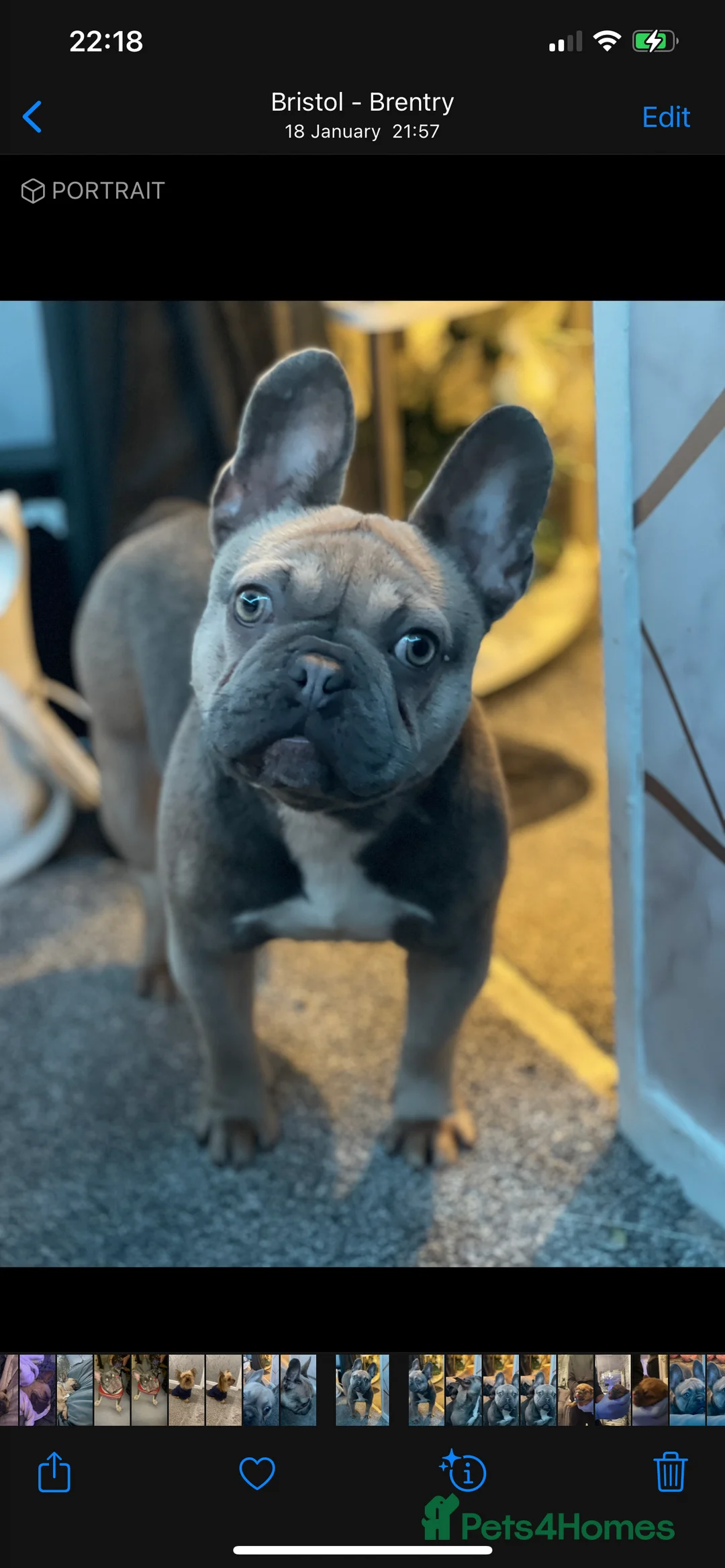 French Bulldog dogs for sale: French bulldog  - Advert 1