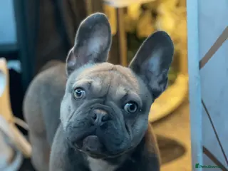 French Bulldog dogs French bulldog - Advert 3