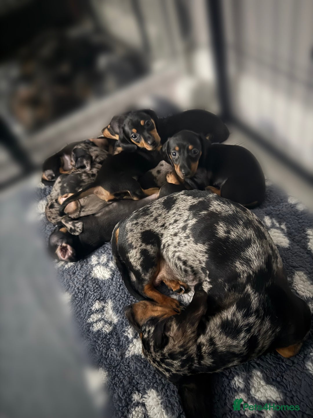 Miniature Dachshund dogs for sale: Miniature dachshunds  - Advert 16