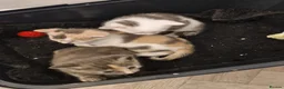 British Shorthair cats for sale: STUNNING RARE DILUTE CALICO KITTENS   - Advert 24