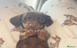 Miniature Dachshund dogs for sale: Miniature Dachshund Puppies - Image 34