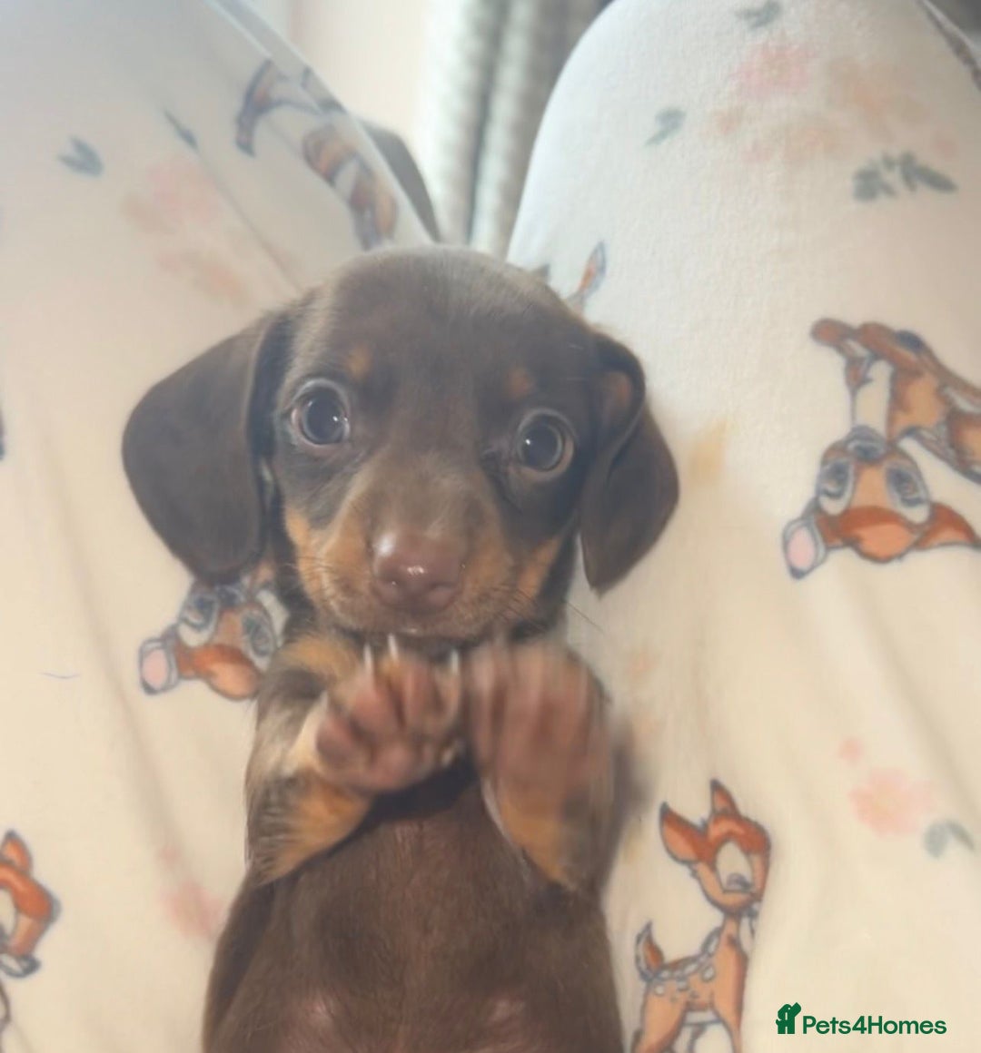 Miniature Dachshund dogs for sale: Miniature Dachshund Puppies - Image 34
