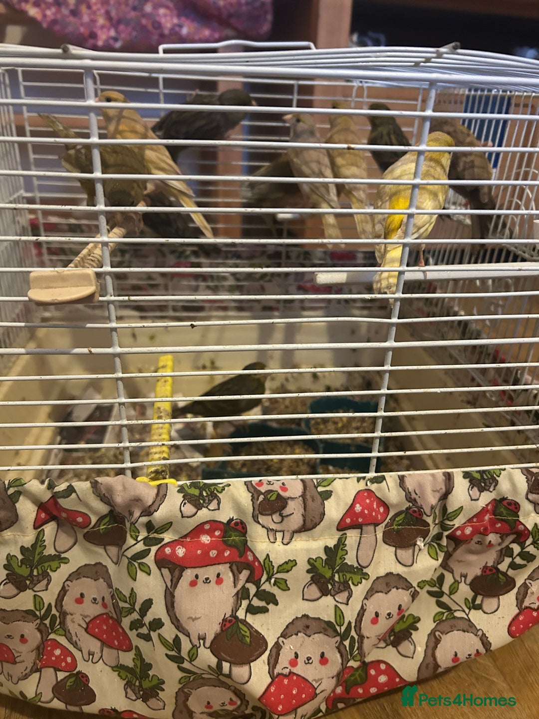 Canaries birds for sale: Canaries mixed colour  - Advert 7