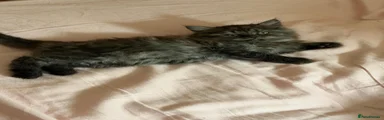 Mixed Breed 3