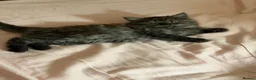 Mixed Breed cats for sale: Gorgeous kittens  - Advert 14