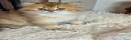 British Longhair cats for sale: British Longhair Kittens – Champion Lines - Advert 4