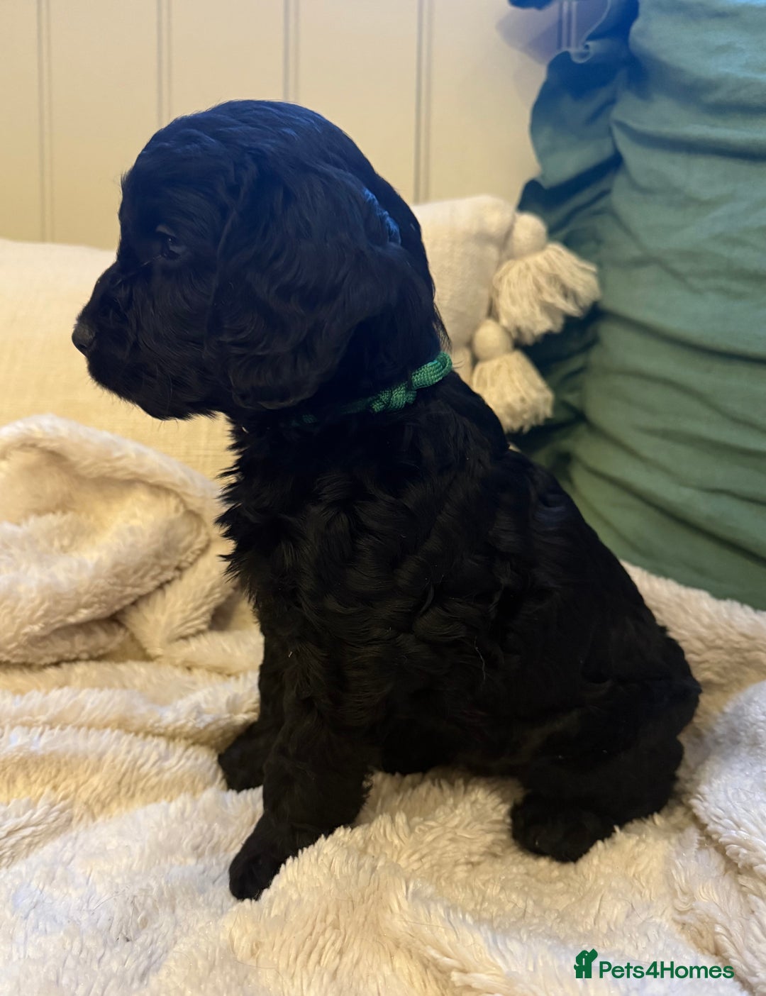 Cockapoo dogs for sale: Stunning litter of F1 Cockapoo Puppies  - Advert 7