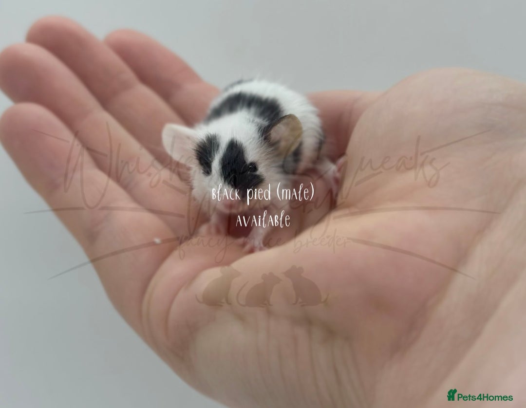 Mouse rodents for sale: male baby fancy mice (read description).  - Advert 3