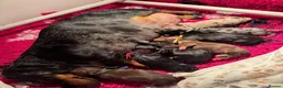 Miniature Dachshund dogs for sale: KC Reg Smooth Haired Miniature Dachshund Puppies - Advert 8