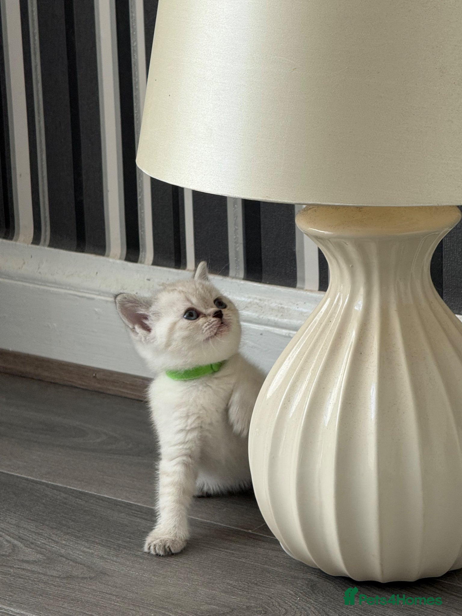 British Shorthair cats for sale: British Shorthair kittens - Advert 13