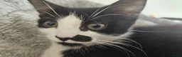 British Shorthair cats for sale: 2 Female Black and White kittens - Advert 7