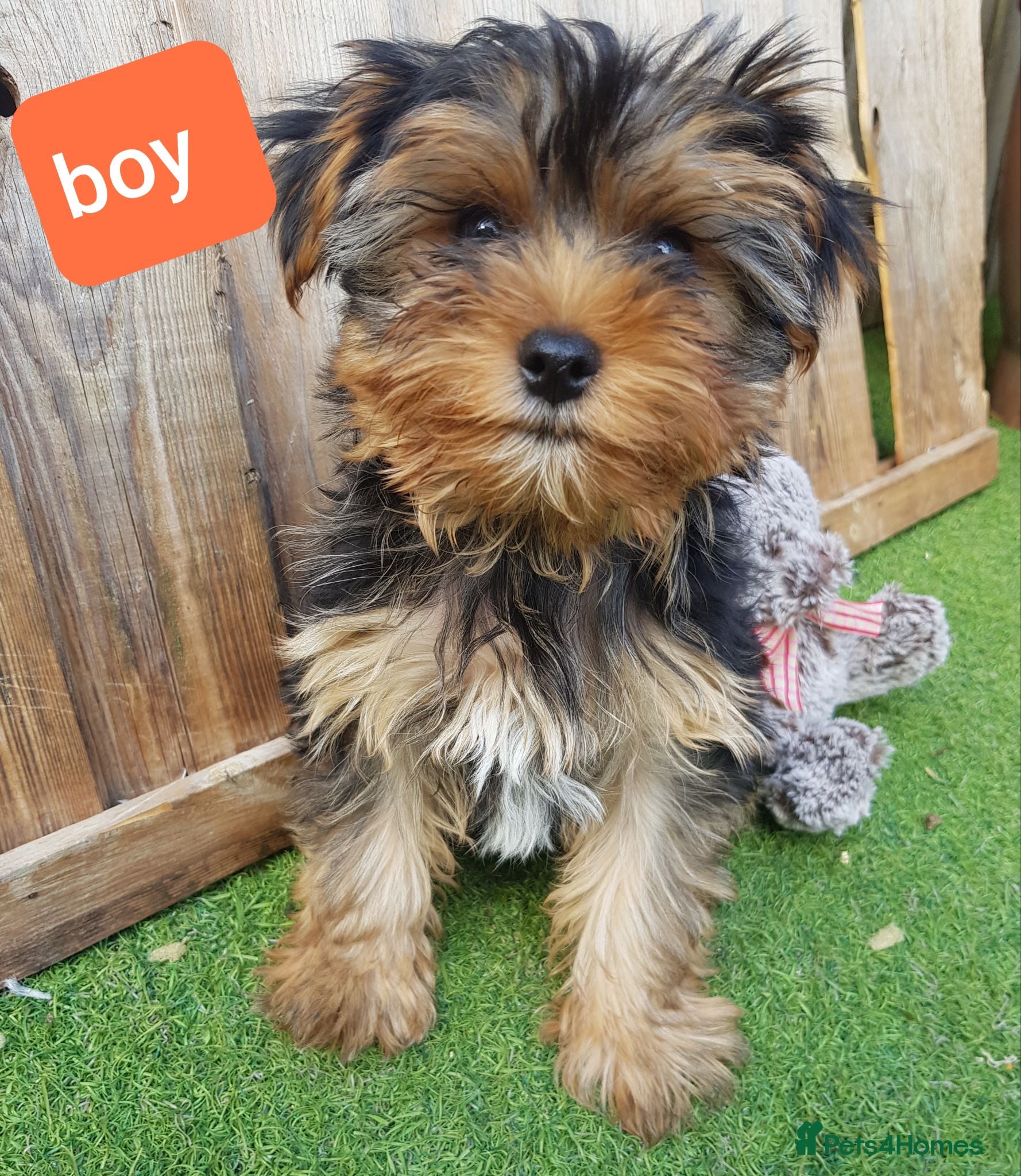 Yorkshire Terrier dogs Yorkshire terrier puppies boys 12 weeks old  - Advert 9
