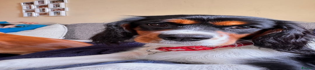 King Charles Puppy 2