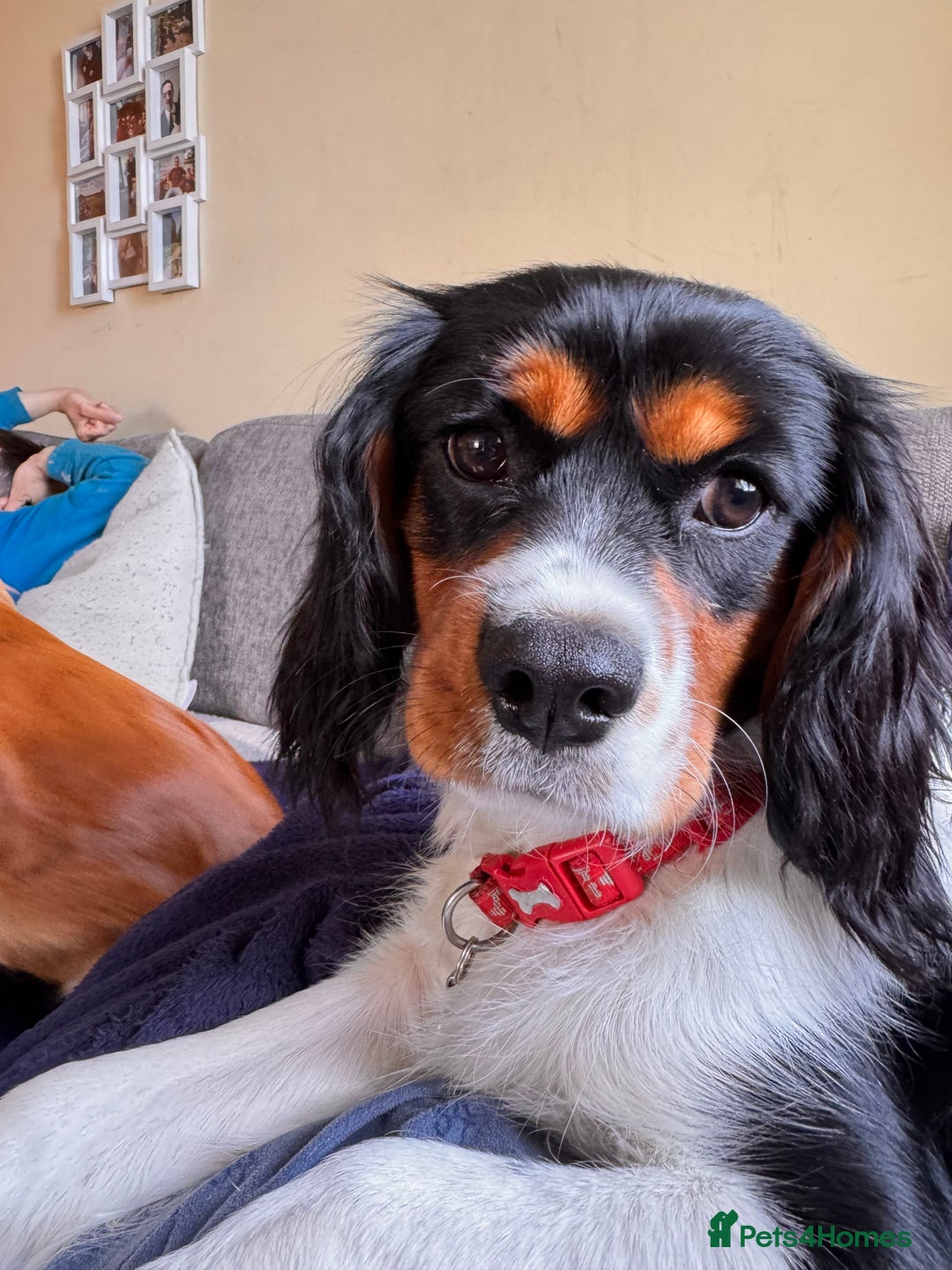 Cockalier dogs for sale: Rehoming Two Young Female Spaniels  - Image 24