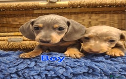 Miniature Dachshund dogs for sale: Minature Dachshund - Image 4