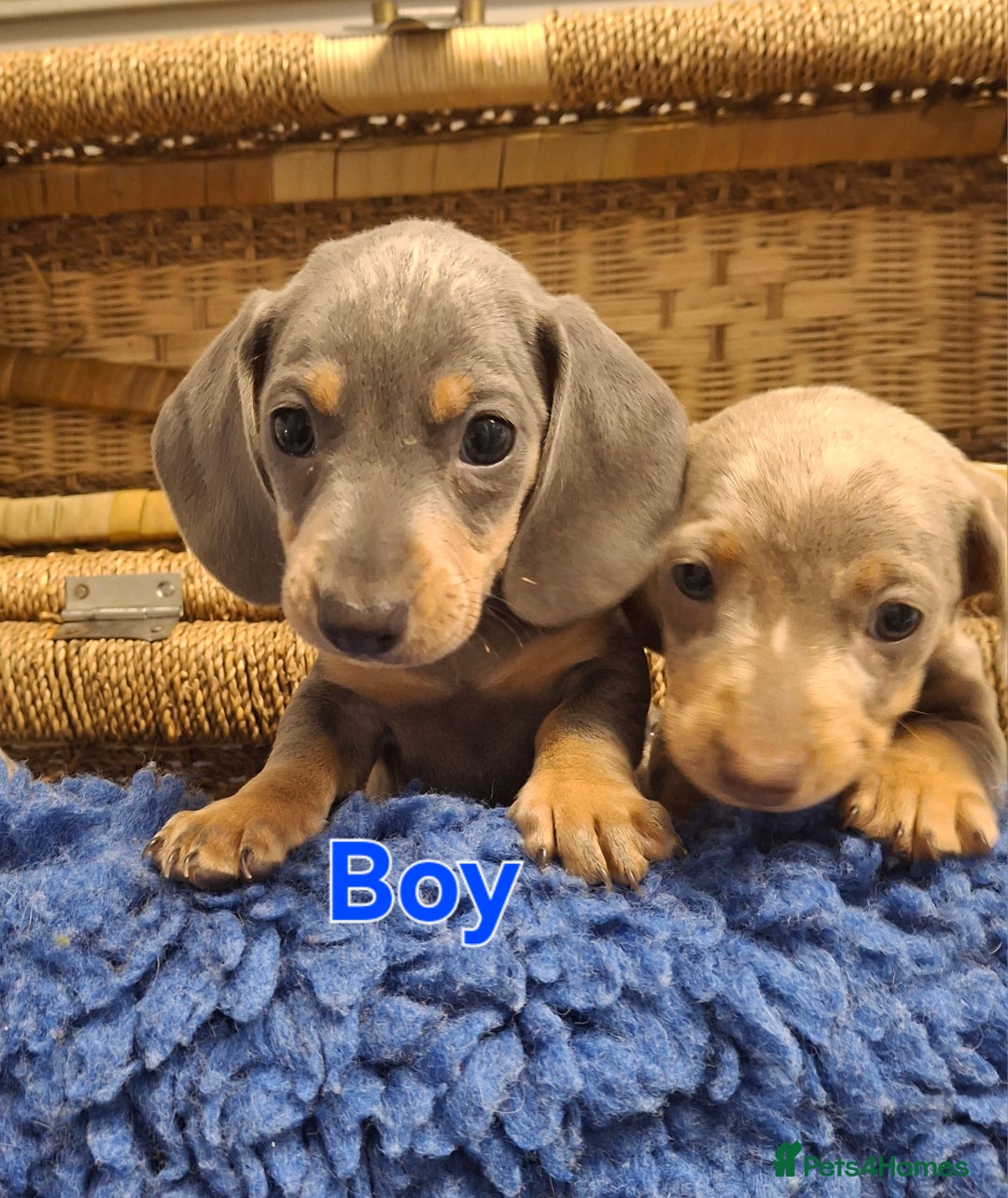Miniature Dachshund dogs for sale: Minature Dachshund - Image 4