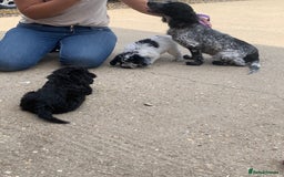 Cockapoo dogs for sale: Cockapoo pups - Image 6
