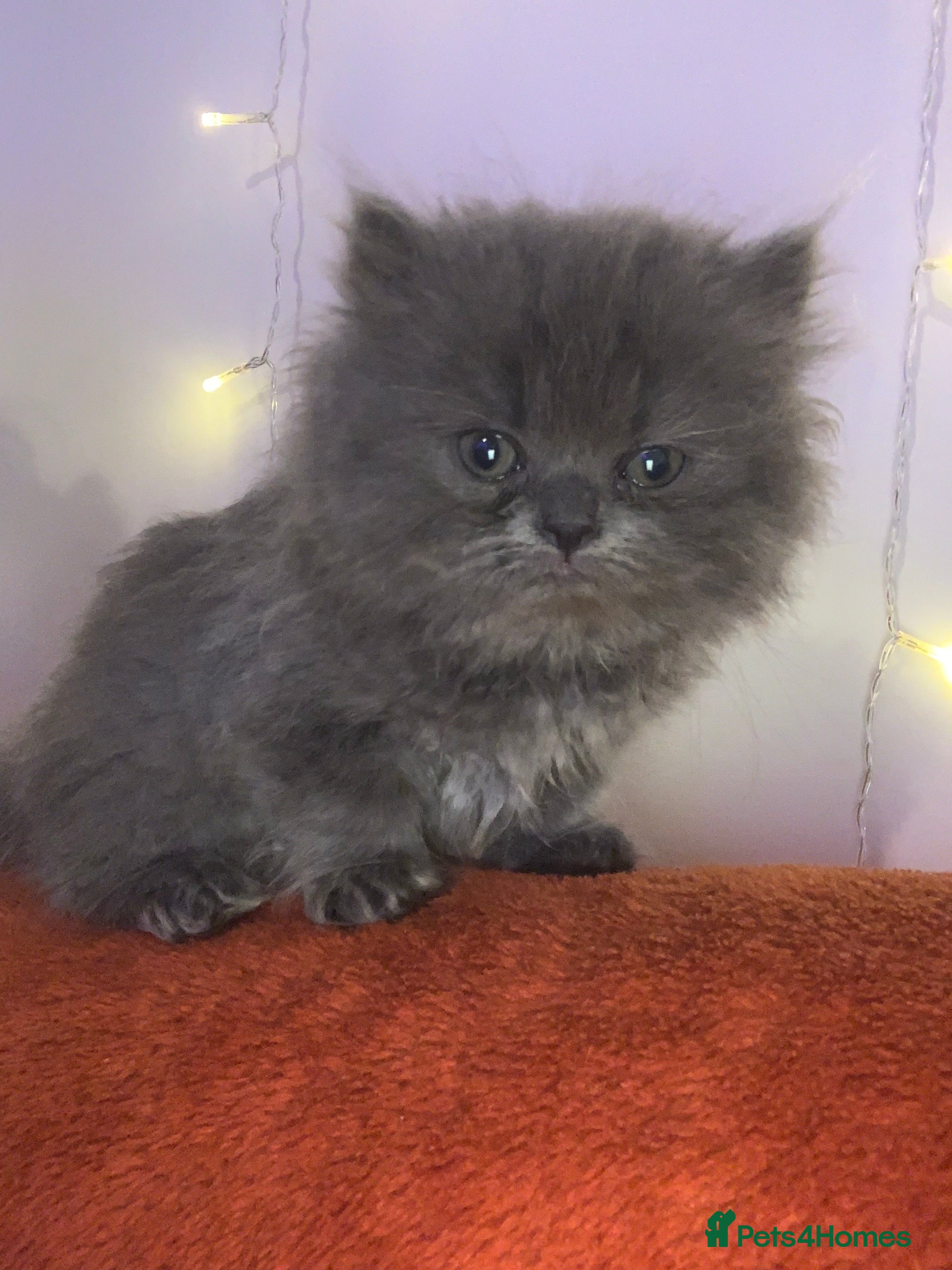 Persian cats Rainbow Persian kittens READY 21st FEBRUARY  - Advert 18