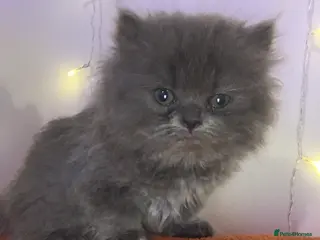 Persian cats Rainbow Persian kittens READY 21st FEBRUARY - Advert 18