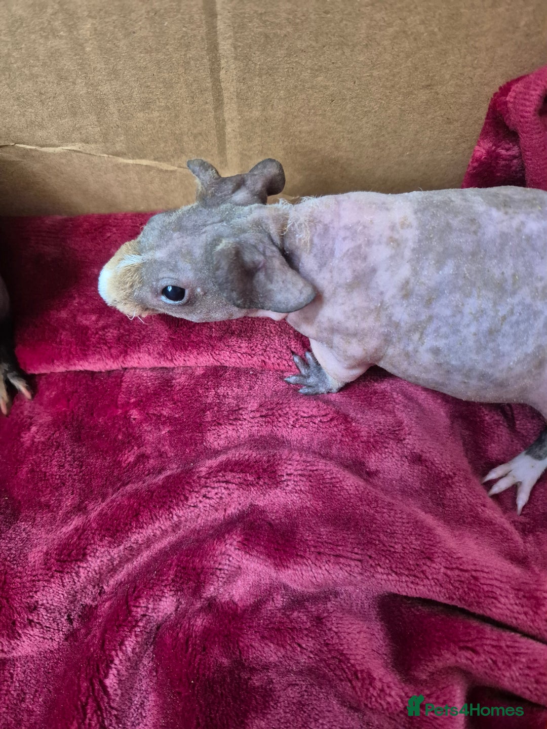 Guinea Pig rodents for sale: Baby Male Skinny Pigs For Sale  - Advert 2