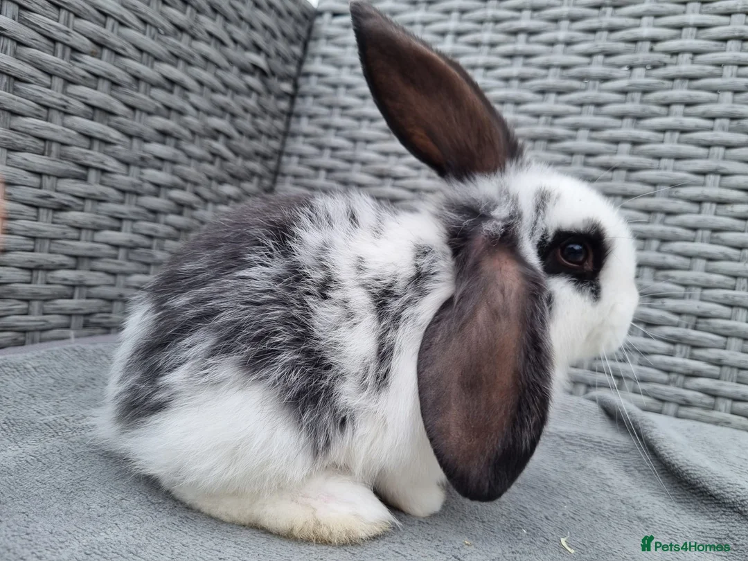 Mini Lop rabbits for sale: French x Mini Lop kits looking for new homes! - Advert 21